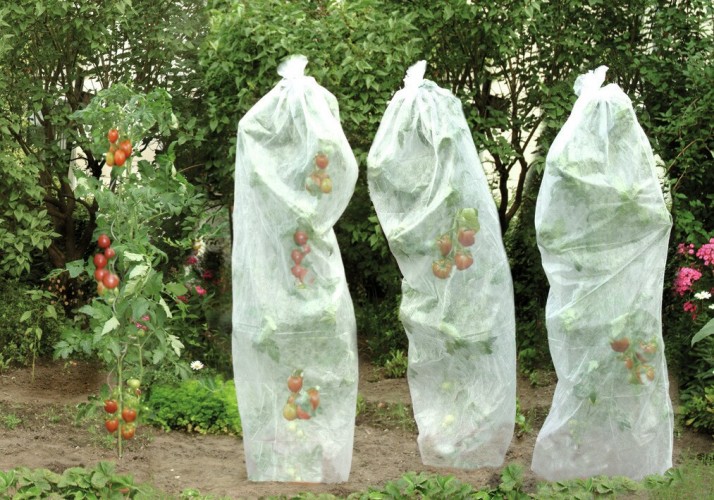 Werkstatt 2019 Milieufoto Tomatenreifevlies0-8x5m17gweiss
